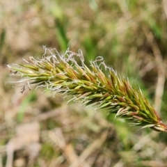 Anthoxanthum odoratum (Sweet Vernal Grass) at Jerrabomberra, ACT - 16 Oct 2022 by Mike