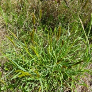 Anthoxanthum odoratum at Jerrabomberra, ACT - 16 Oct 2022