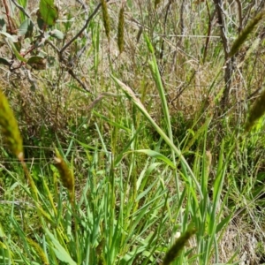 Anthoxanthum odoratum at Jerrabomberra, ACT - 16 Oct 2022