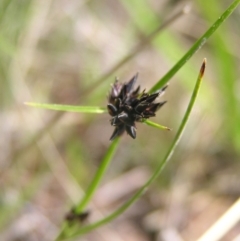 Schoenus apogon (Common Bog Sedge) at Kambah, ACT - 16 Oct 2022 by MatthewFrawley