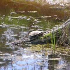 Chelodina longicollis (Eastern Long-necked Turtle) at Urambi Hills - 16 Oct 2022 by MatthewFrawley