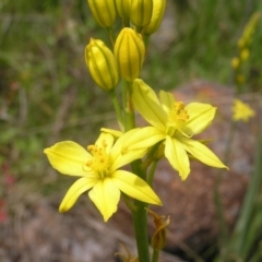 Bulbine glauca (Rock Lily) at Kambah, ACT - 16 Oct 2022 by MatthewFrawley