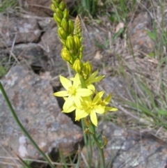 Bulbine glauca at Kambah, ACT - 16 Oct 2022