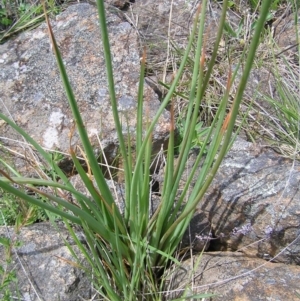 Bulbine glauca at Kambah, ACT - 16 Oct 2022