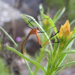 Harpobittacus australis (Hangingfly) at Urambi Hills - 16 Oct 2022 by MatthewFrawley