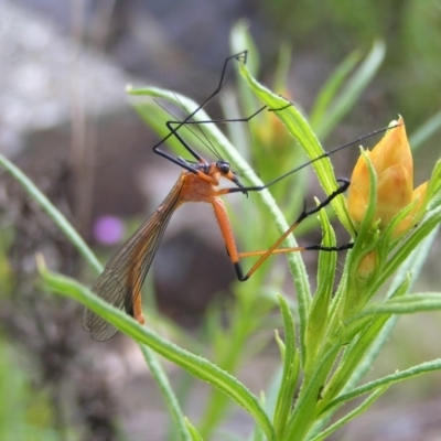 Harpobittacus australis (Hangingfly) at Urambi Hills - 16 Oct 2022 by MatthewFrawley