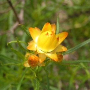 Xerochrysum viscosum at Kambah, ACT - 16 Oct 2022