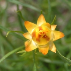 Xerochrysum viscosum at Kambah, ACT - 16 Oct 2022