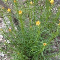 Xerochrysum viscosum at Kambah, ACT - 16 Oct 2022