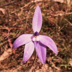 Glossodia major (Wax Lip Orchid) at Kambah, ACT - 16 Oct 2022 by JohnBundock