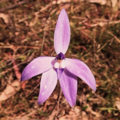 Glossodia major (Wax Lip Orchid) at Mount Taylor - 16 Oct 2022 by JohnBundock
