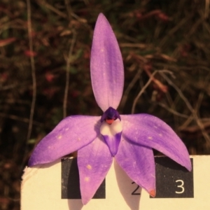 Glossodia major at Kambah, ACT - suppressed