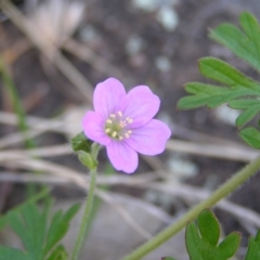 Geranium solanderi (Native Geranium) at Kambah, ACT - 16 Oct 2022 by MatthewFrawley