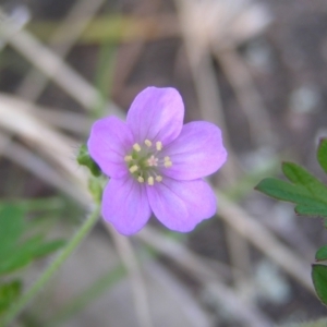 Geranium solanderi at Kambah, ACT - 16 Oct 2022