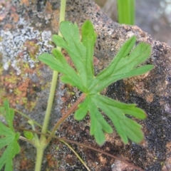 Geranium solanderi at Kambah, ACT - 16 Oct 2022