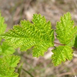 Rubus parvifolius at Kambah, ACT - 16 Oct 2022