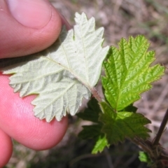 Rubus parvifolius at Kambah, ACT - 16 Oct 2022