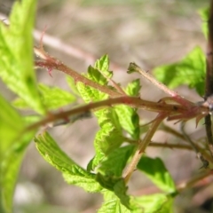 Rubus parvifolius at Kambah, ACT - 16 Oct 2022