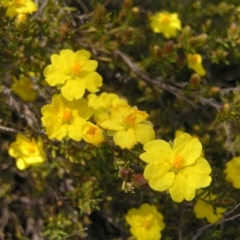 Hibbertia calycina (Lesser Guinea-flower) at Kambah, ACT - 16 Oct 2022 by MatthewFrawley