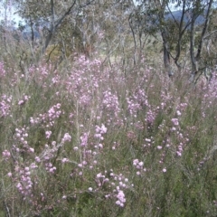 Kunzea parvifolia (Violet Kunzea) at Urambi Hills - 16 Oct 2022 by MatthewFrawley