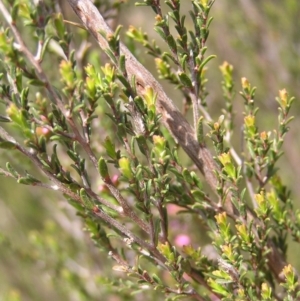 Kunzea parvifolia at Kambah, ACT - 16 Oct 2022