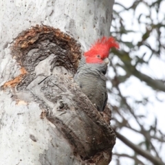 Callocephalon fimbriatum (Gang-gang Cockatoo) at ANBG - 15 Oct 2022 by TimL