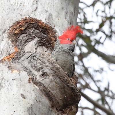 Callocephalon fimbriatum (Gang-gang Cockatoo) at Acton, ACT - 15 Oct 2022 by TimL