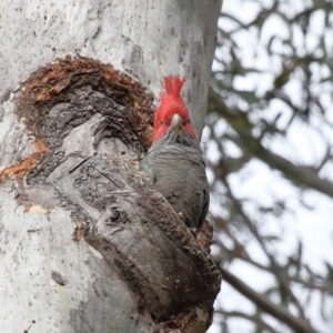 Callocephalon fimbriatum at Acton, ACT - suppressed