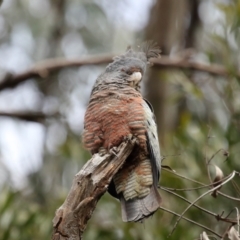 Callocephalon fimbriatum at Acton, ACT - suppressed