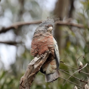 Callocephalon fimbriatum at Acton, ACT - suppressed