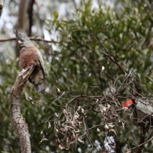 Callocephalon fimbriatum at Acton, ACT - suppressed