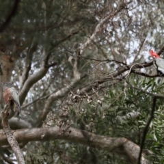 Callocephalon fimbriatum at Acton, ACT - suppressed