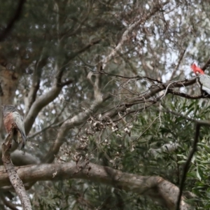 Callocephalon fimbriatum at Acton, ACT - 16 Oct 2022