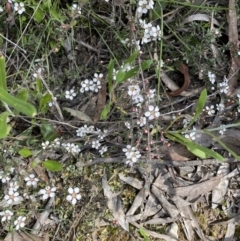 Gaudium multicaule at Jerrabomberra, NSW - 16 Oct 2022