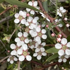 Gaudium multicaule at Jerrabomberra, NSW - 16 Oct 2022