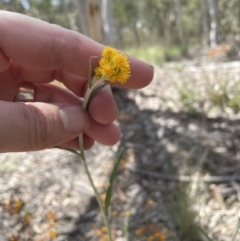Chrysocephalum apiculatum (Common Everlasting) at Jerrabomberra, NSW - 16 Oct 2022 by Mavis
