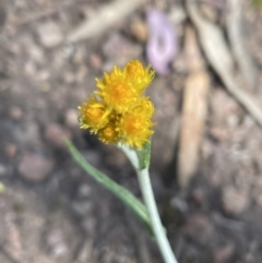 Chrysocephalum apiculatum at Jerrabomberra, NSW - 16 Oct 2022 02:17 PM