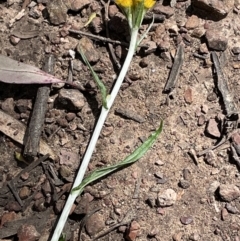 Chrysocephalum apiculatum at Jerrabomberra, NSW - 16 Oct 2022 02:17 PM