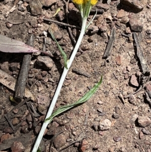 Chrysocephalum apiculatum at Jerrabomberra, NSW - 16 Oct 2022