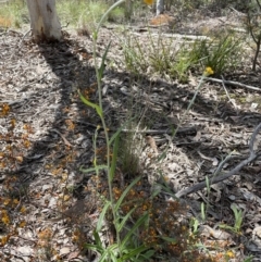 Chrysocephalum apiculatum at Jerrabomberra, NSW - 16 Oct 2022