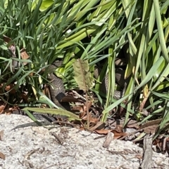 Pseudonaja textilis (Eastern Brown Snake) at Tidbinbilla Nature Reserve - 16 Oct 2022 by Mavis