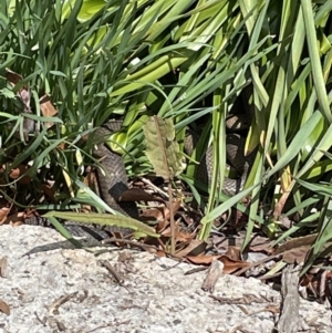 Pseudonaja textilis at Paddys River, ACT - 16 Oct 2022 11:34 AM