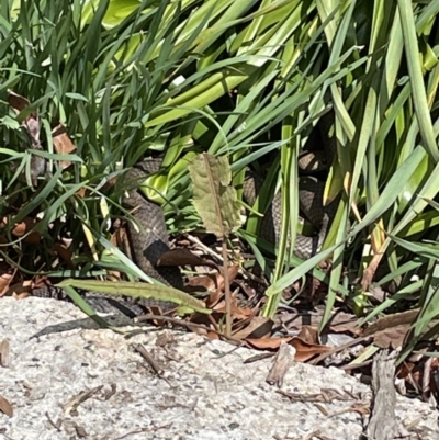 Pseudonaja textilis (Eastern Brown Snake) at Paddys River, ACT - 16 Oct 2022 by Mavis