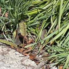 Pseudonaja textilis at Paddys River, ACT - 16 Oct 2022 11:34 AM