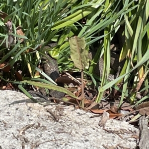 Pseudonaja textilis at Paddys River, ACT - 16 Oct 2022