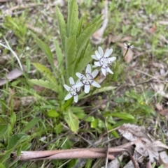 Wurmbea dioica subsp. dioica (Early Nancy) at Tidbinbilla Nature Reserve - 15 Oct 2022 by Mavis