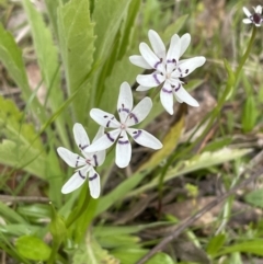 Wurmbea dioica subsp. dioica at Paddys River, ACT - 16 Oct 2022