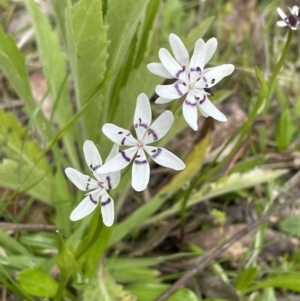 Wurmbea dioica subsp. dioica at Paddys River, ACT - 16 Oct 2022