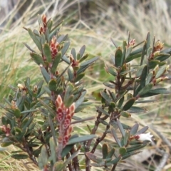 Acrothamnus hookeri (Mountain Beard Heath) at Cotter River, ACT - 12 Oct 2022 by sangio7