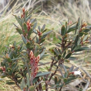 Acrothamnus hookeri at Cotter River, ACT - 12 Oct 2022